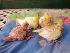 Cockatiel Chick