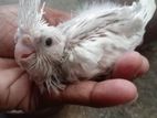 Cockatiel Chick