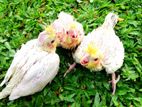 Cockatiel Chick