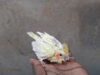 Cockatiel Chick