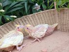 Cockatiel Chicks