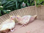Cockatiel Chicks