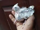 Cockatial Chick