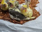 Cockatiel Birds