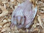 Cockatiel Chick