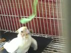 Cockatiel Chick