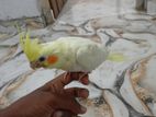 Cockatiel Bird