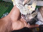 Cockatiel Chicks