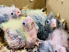 Cockatiel Chicks