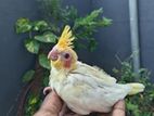 Cockatiel Chicks