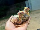 Cockatiel Chicks