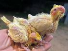 Cockatiel Chicks
