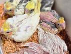 Cockatiel Chicks