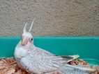 Cockatiel Chicks