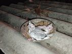 Cockatiel Chicks