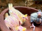 Cockatiel Chicks