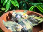 Cockatiel Chicks