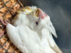 Cockatiel Chicks