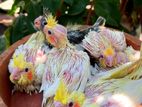 Cockatiel Chicks