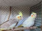 Cockatiel Chicks