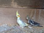 Cockatiel Chicks