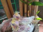 Cockatiel Chicks Hand Feed