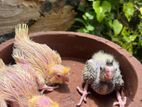 Cockatiel Chicks