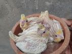 Cockatiel Chicks