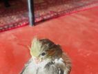 cockatiel chik