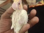 Cockatiel Bird