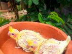 Cockatiel Chiks