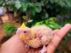 cockatiel chiks.