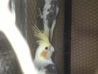 Cockatiel Female