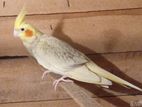 Cockatiel Birds