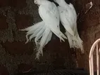 Cockatiel Pair