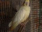 Cockatiel Bird