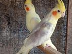 Cockatiel Birds