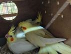 Cockatiel Birds