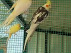 Cockatiel Bird
