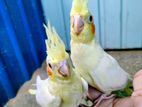 Cockatiel Bird