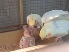 Cockatiel Birds