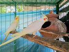 Cockatiel Bird