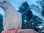 cockatiel