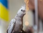 Cockatiel