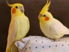 Cockatiel Bird