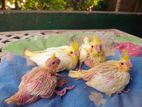 Cockatiel Chicks