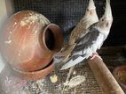 Cockatiel Birds