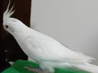 Cockatiel