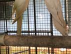 Cockatiel Bird