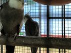 Cockatiel Bird